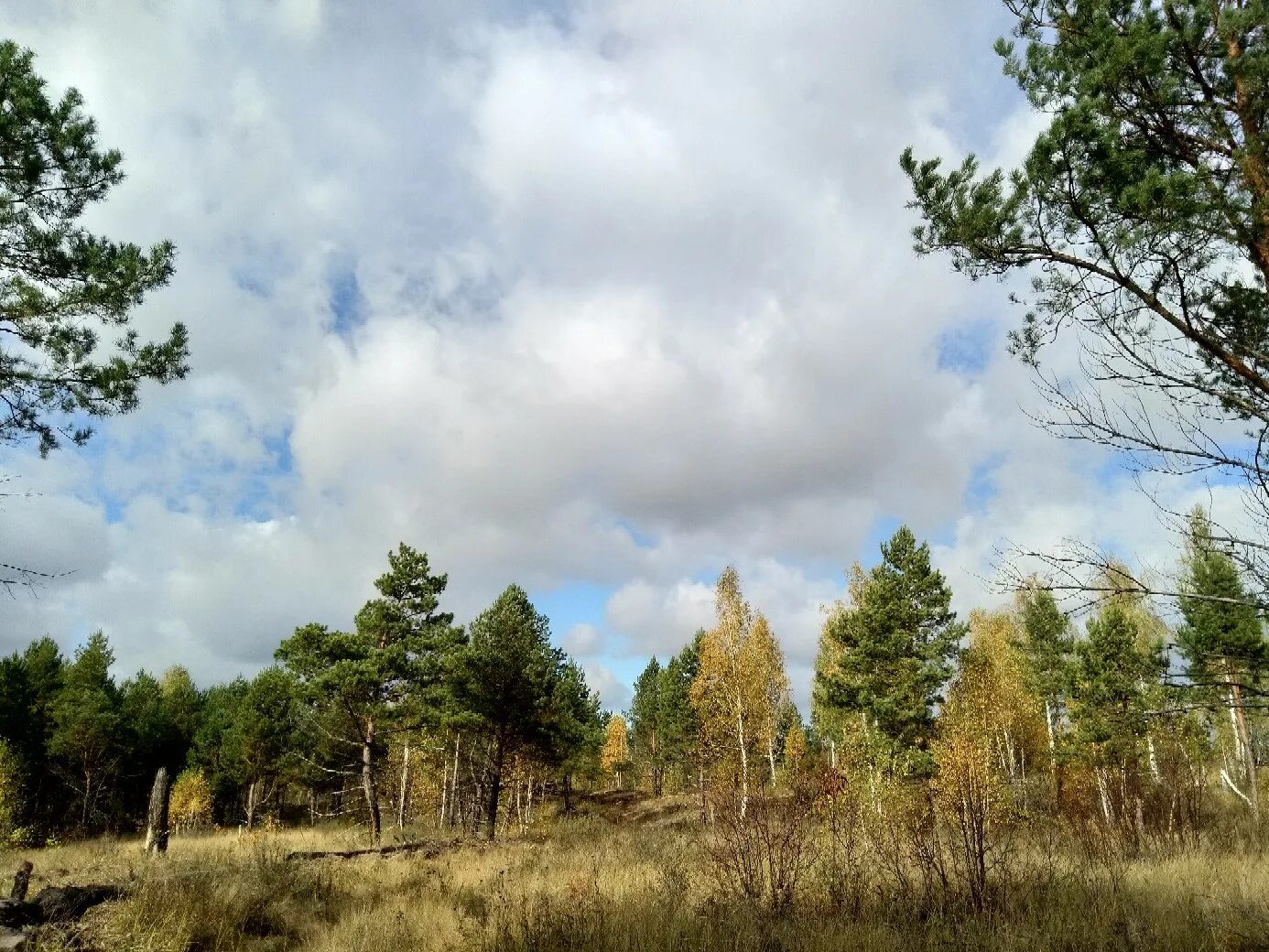 саранск мордовия природа. сосны лес мордовия. республика мордовия леса. какие леса в мордовии. памятники природы мордовии.