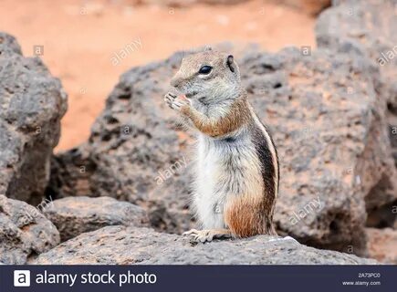 Barbary Ground Squirrel Atlantoxerus Getulus on the Spanish Island Fuerteve...