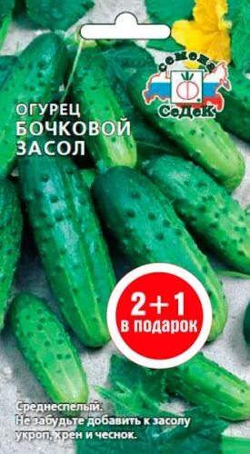 Огурцы покупные. Фото огурцы сорта бочковые. Огурец бочковой засол. Огурчики бочковые. Огурец бочковой засол 0,5 г (седек).