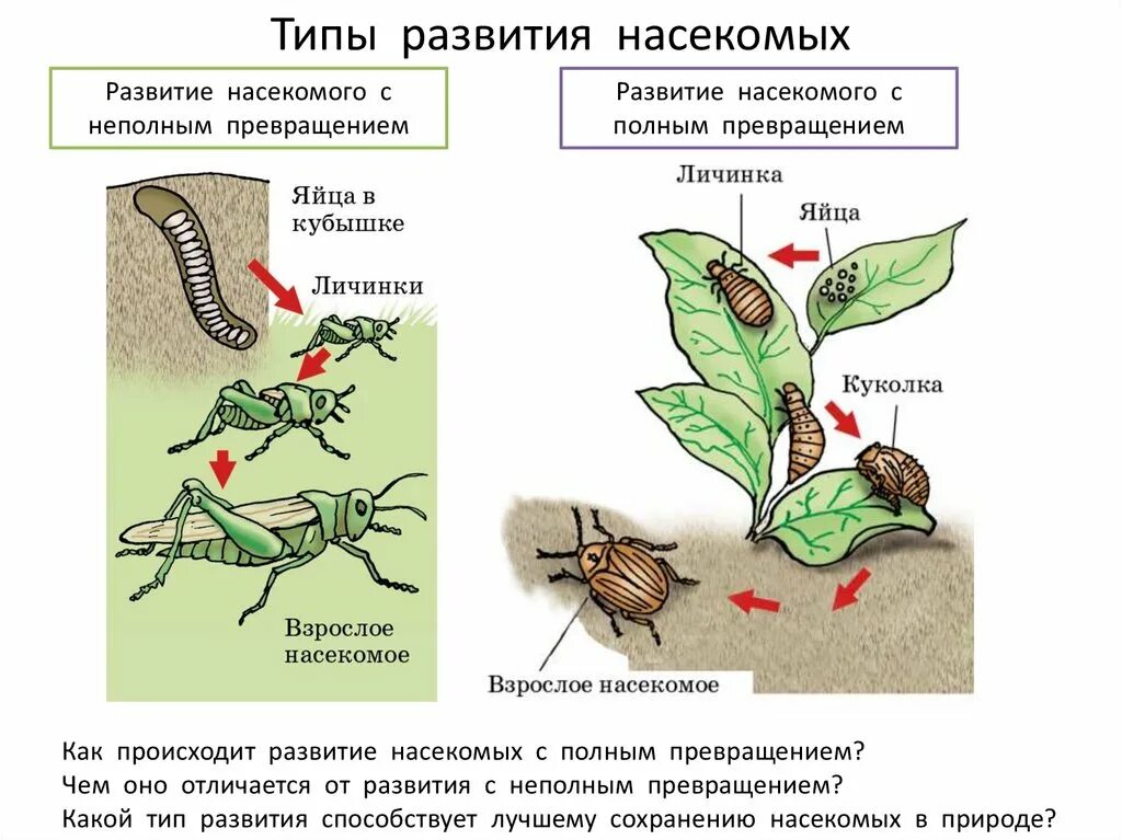 Тип развития насекомых с полным и неполным превращением. Размножение насекомых с полным и неполным превращением. Полный и неполный цикл развития насекомых. Цикл с полным и неполным превращением. Стадии развития с метаморфозом