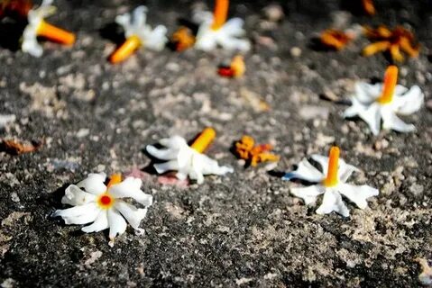 Fallen flowers