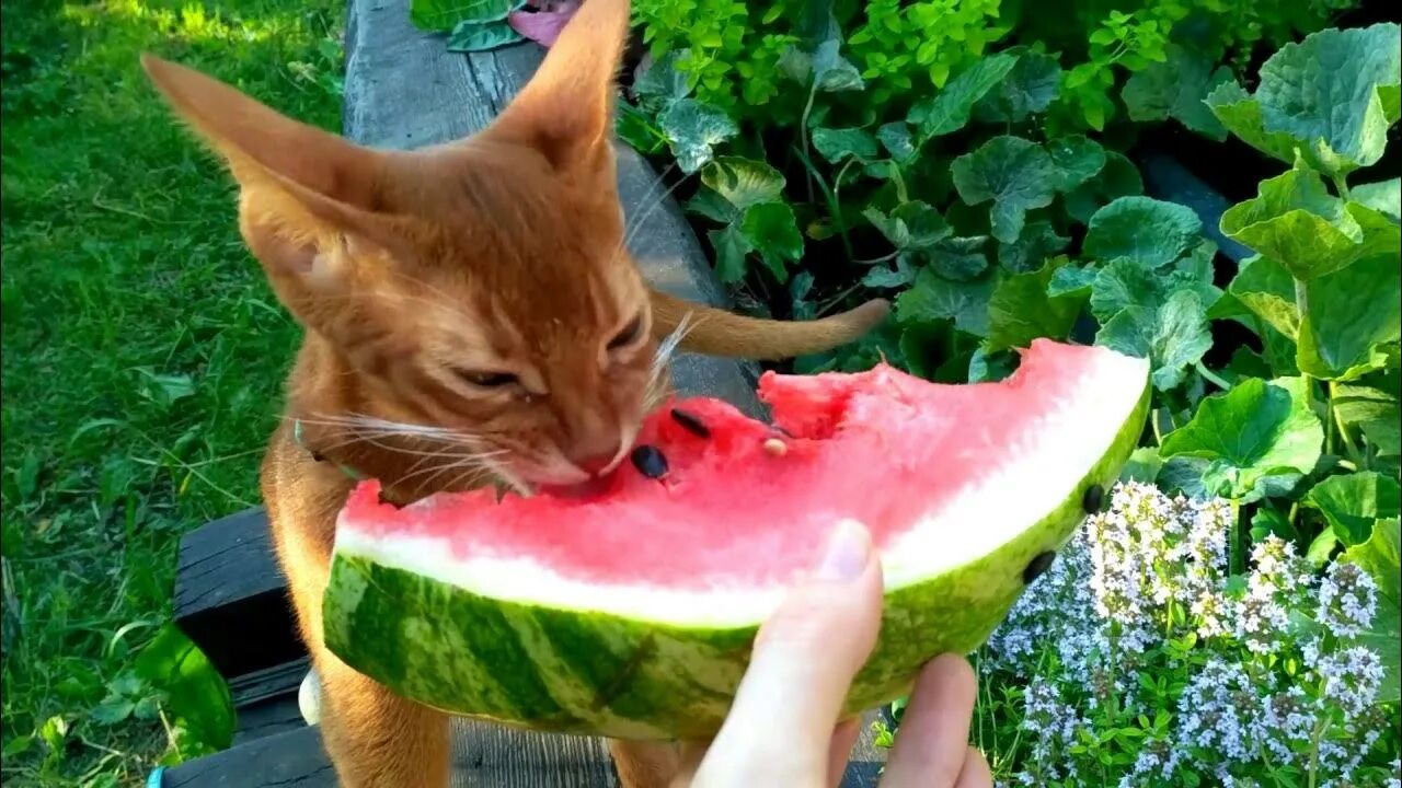Можно давать котам арбуз. Кот на арбузе. котенок ест арбуз. коты и арбузы. арбузный кот.
