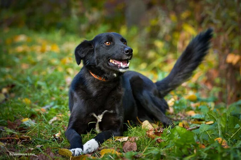черный лабрадор 6 месяцев. черная маленькая собачка дворняжка. собака президента лабрадор конни. черный лабрадор дворняжкой. собака белая с черными пятнами.