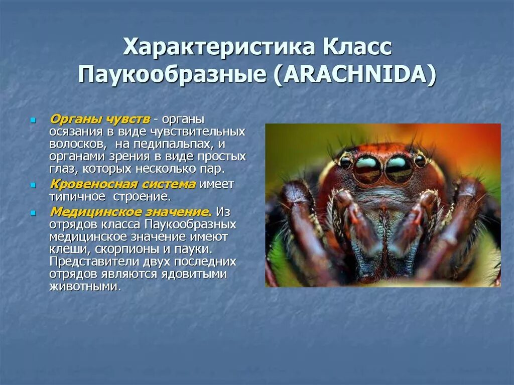 Характерные особенности класса паукообразные. Биология Членистоногие паукообразные. Органы чувств паукообразных 7 класс. Класс паукообразные. Характеристика паукообразных.