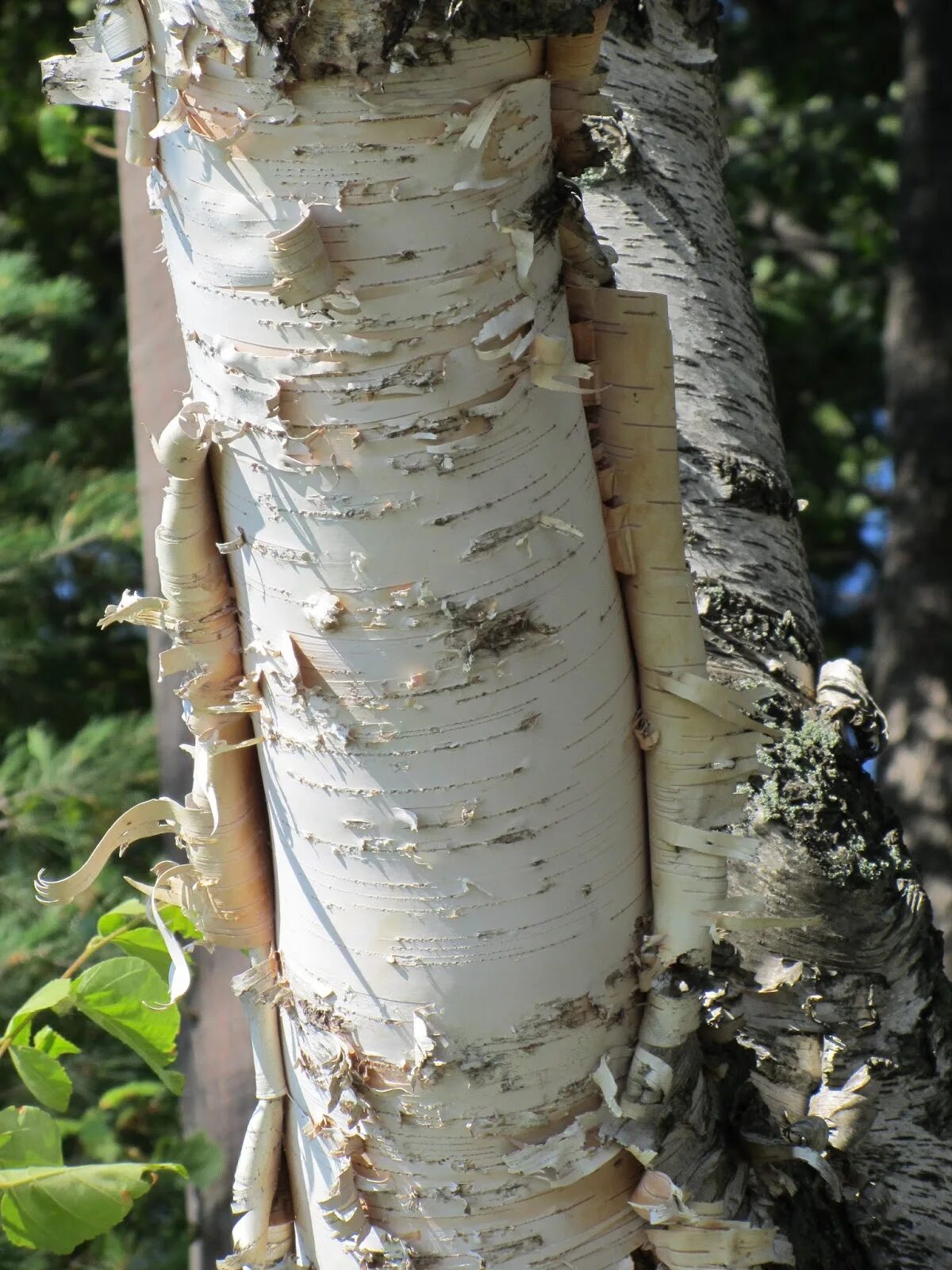 Текстура березы. Сибирская береза древесина. Birch bark. Береста березы. Birch bark.