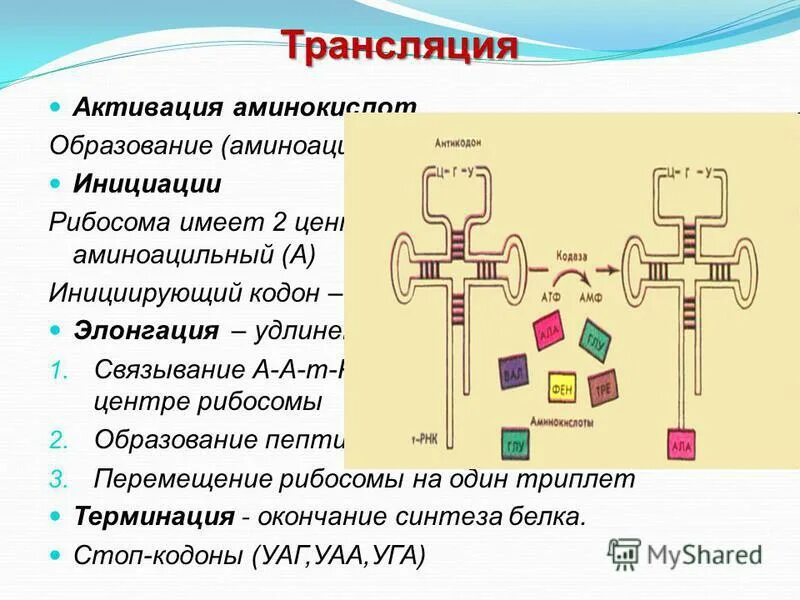 Трансляция т рнк. Аминоацильный центр и пептидильный центр. Аминоацильный и пептидильный центры рибосомы. Аминоацильный и пептидильный участки. Аминоацильный центр рибосомы.