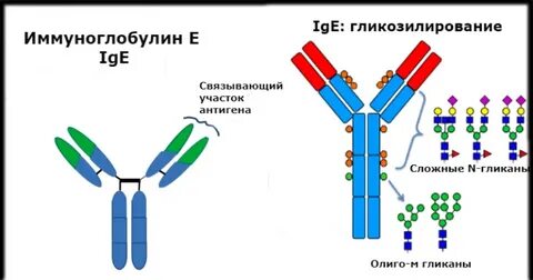 Контроль иммуноглобулинов