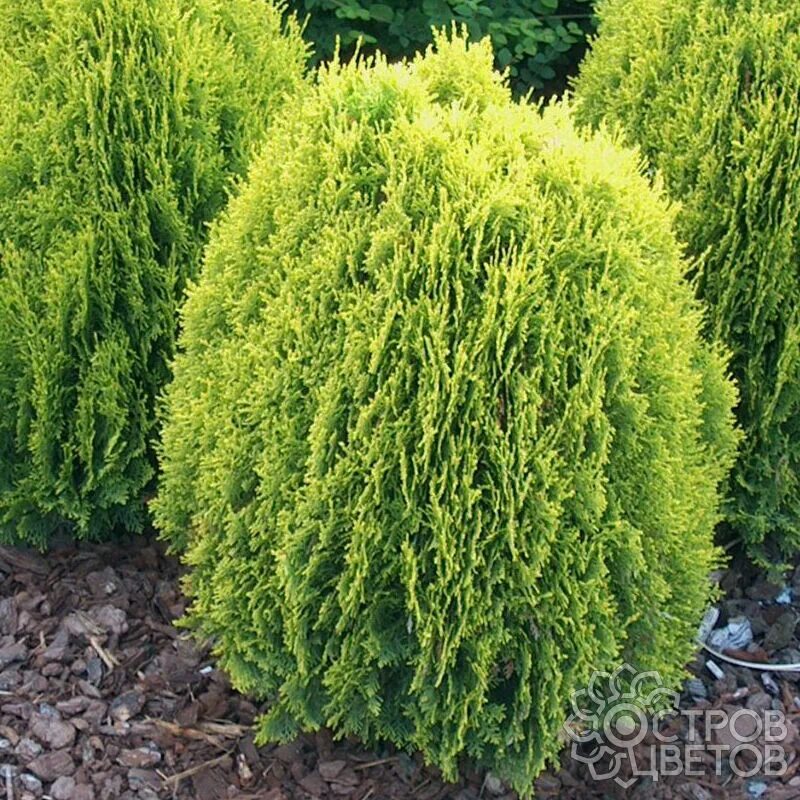 Platycladus orientalis aurea nana variegata. Туя восточная ауреа нана. platycladus or. &#039;aurea nana&#039;. туя ауреа нана стрижка. туя овальной формы.