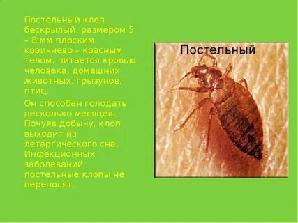 Клоп краткое