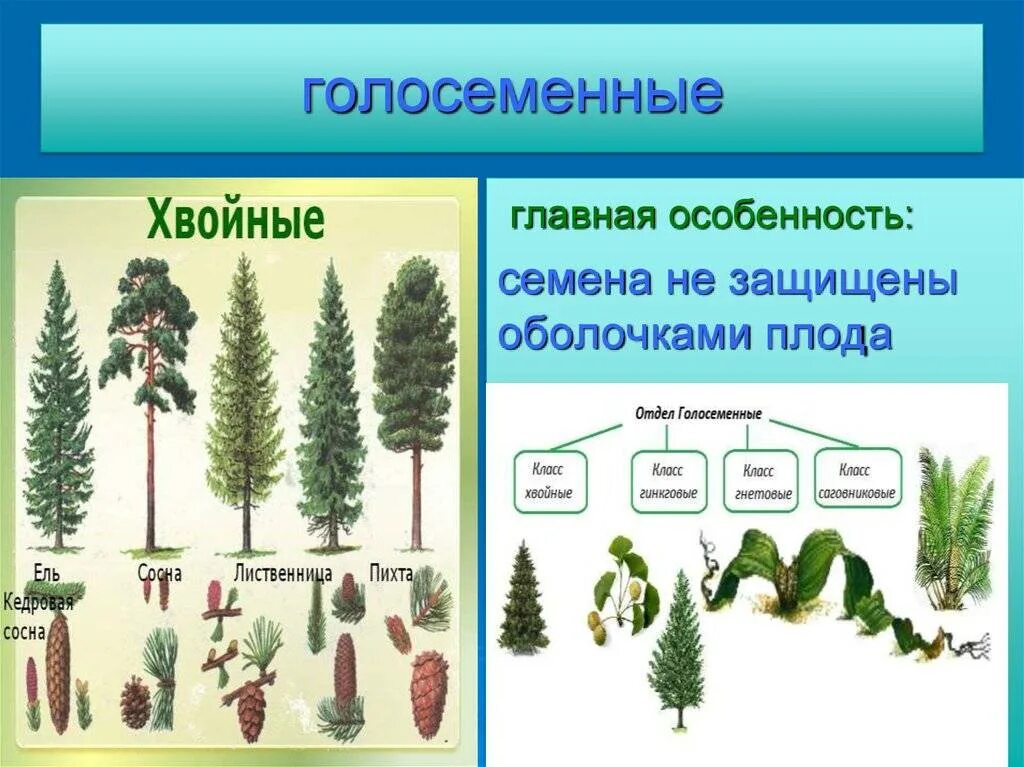 Какие отношения складываются между сосной и шиповником. Представители хвойных голосеменных растений. Отдел Голосеменные класс хвойные. Хвойные Голосеменные растения 5 класс биология. Отдел Голосеменные хвойные таблица.