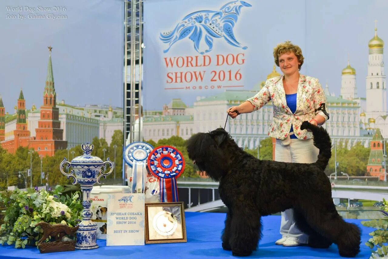 Выставка собак москва март 2024. World Dog show 2021 победители. Победители собачьих выставок. World Dog show 2016 победители.