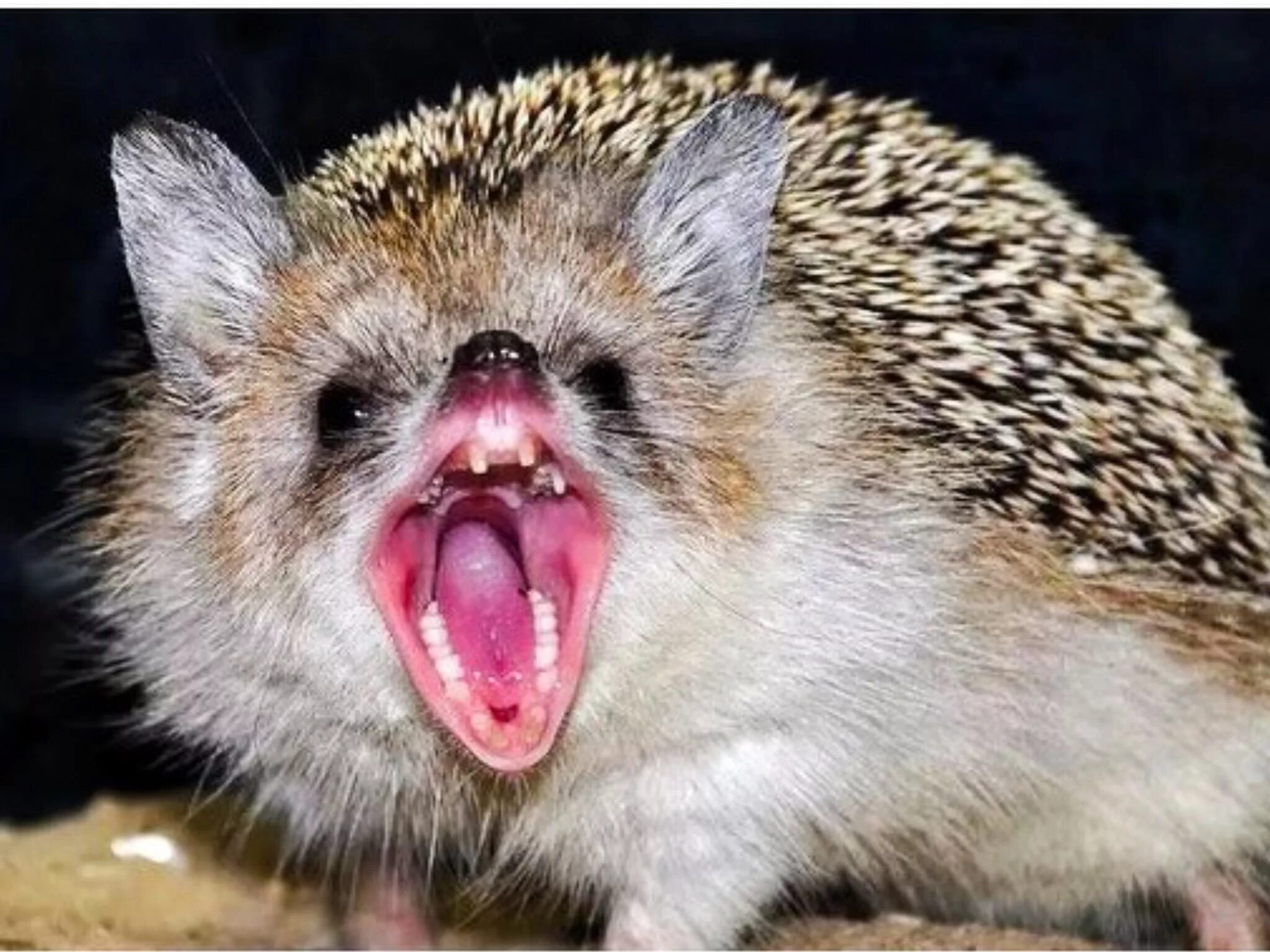 Шипящий еж