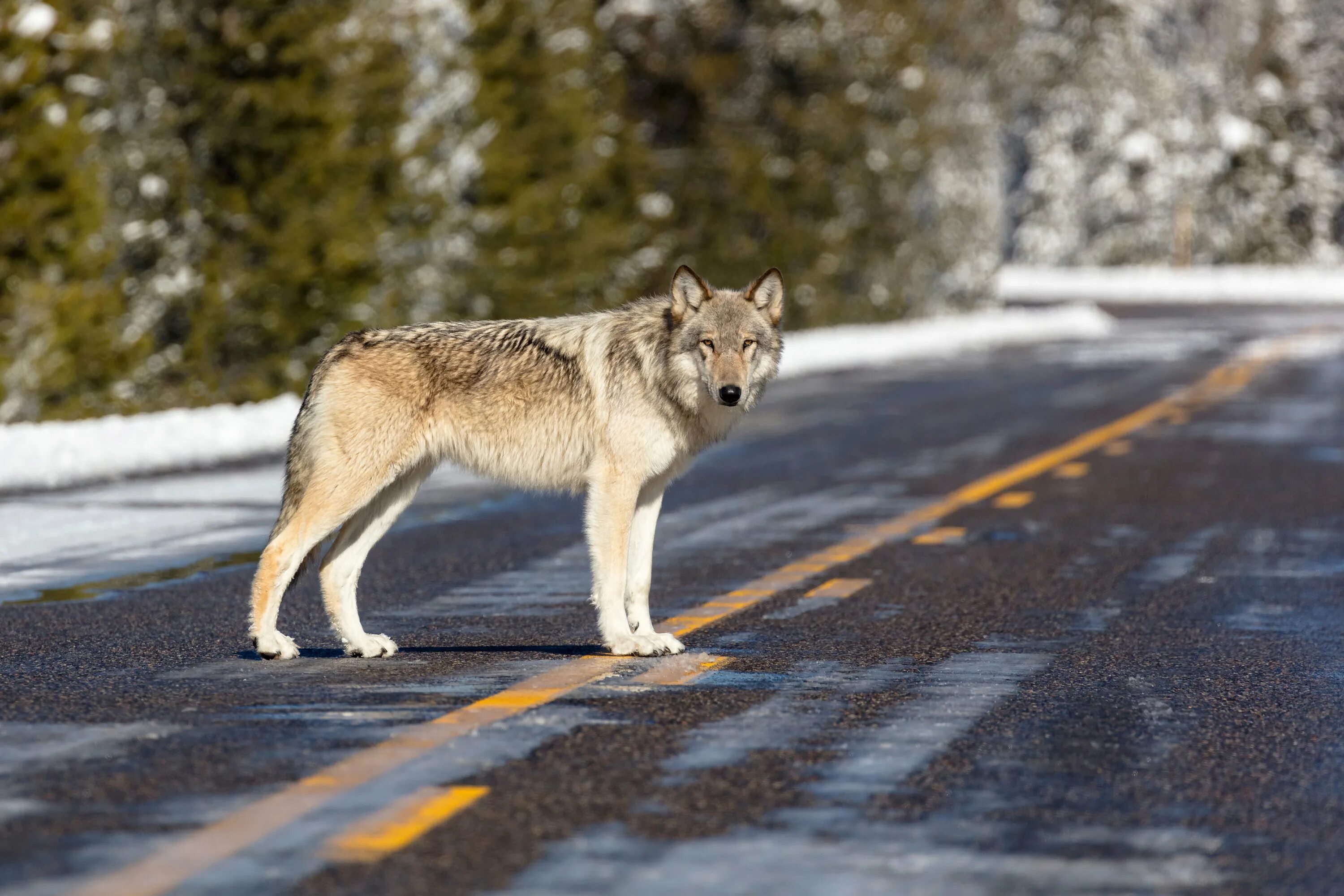 Волк км час. Yellowstone Wolf. Йеллоустоун волки. Йеллоустонский национальный парк волки. Национальный парк Йеллоустоун волки.