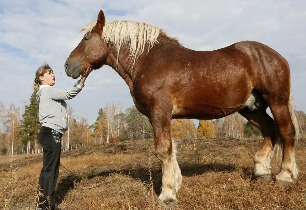 Heavy horses