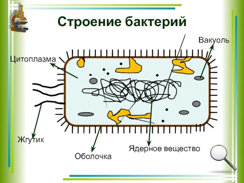 Содержится в бактериальной клетке. Бактерия строение вакуоль. вакуоль в бактериальной клетке. вакуоли у бактерий. строение бактерии ядерное вещество.