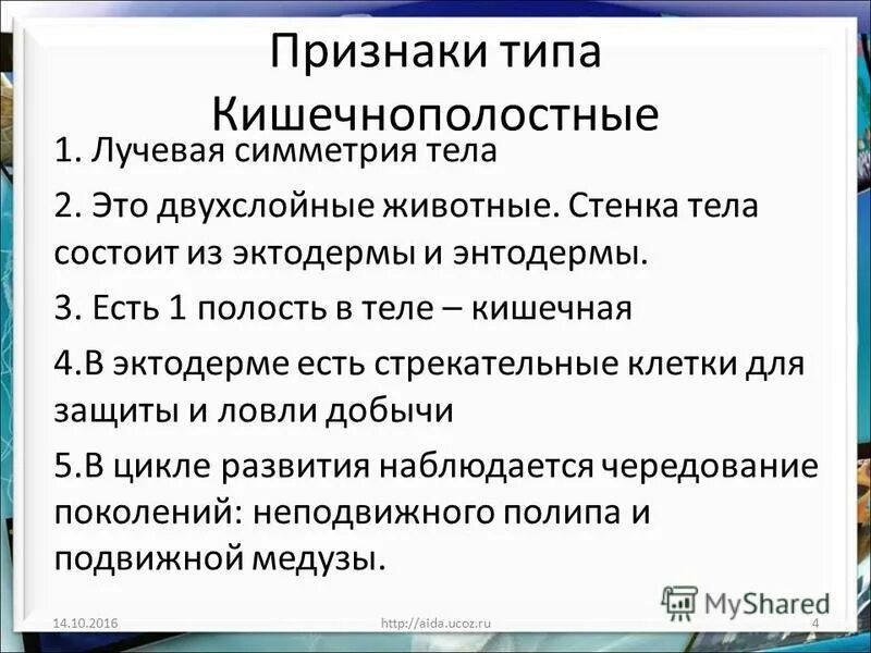 Характерные признаки типа кишечнополостных