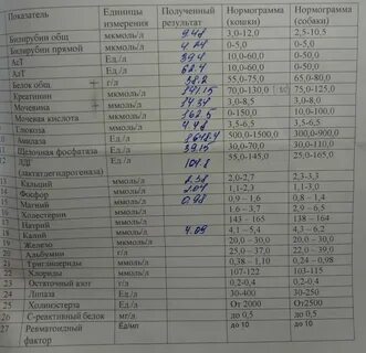 Мочевина у кота норма