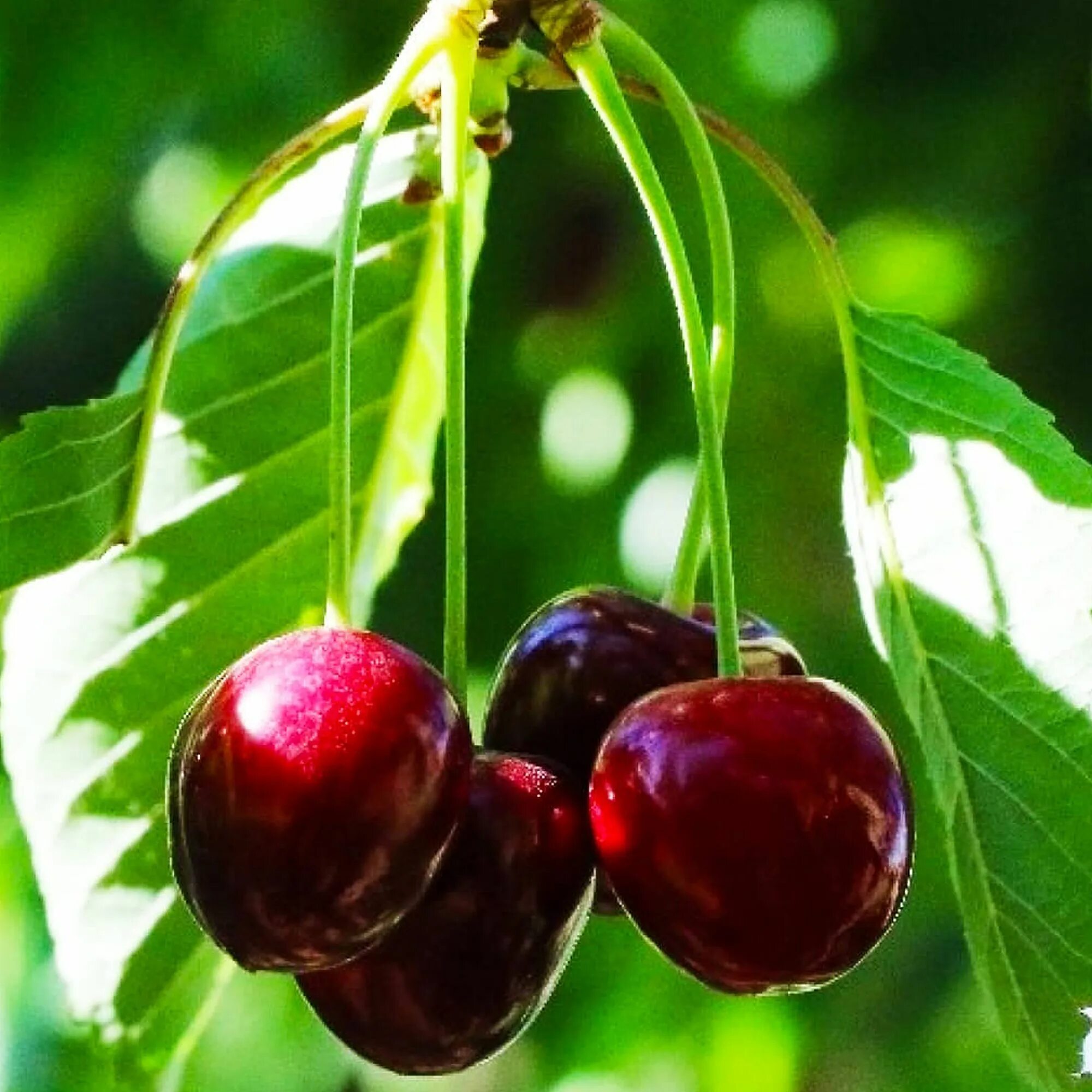 Черешн вый. Черешня сорт мелитопольская. Черешня сюбаровская. Черешня бряночка. Черешня бигарро бурлат.