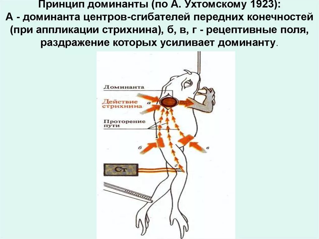 Принцип Доминанты физиология. Принцип Доминанты Ухтомского физиология. Доминанта в физиологии примеры. Принцип Доминанты нервных центров.