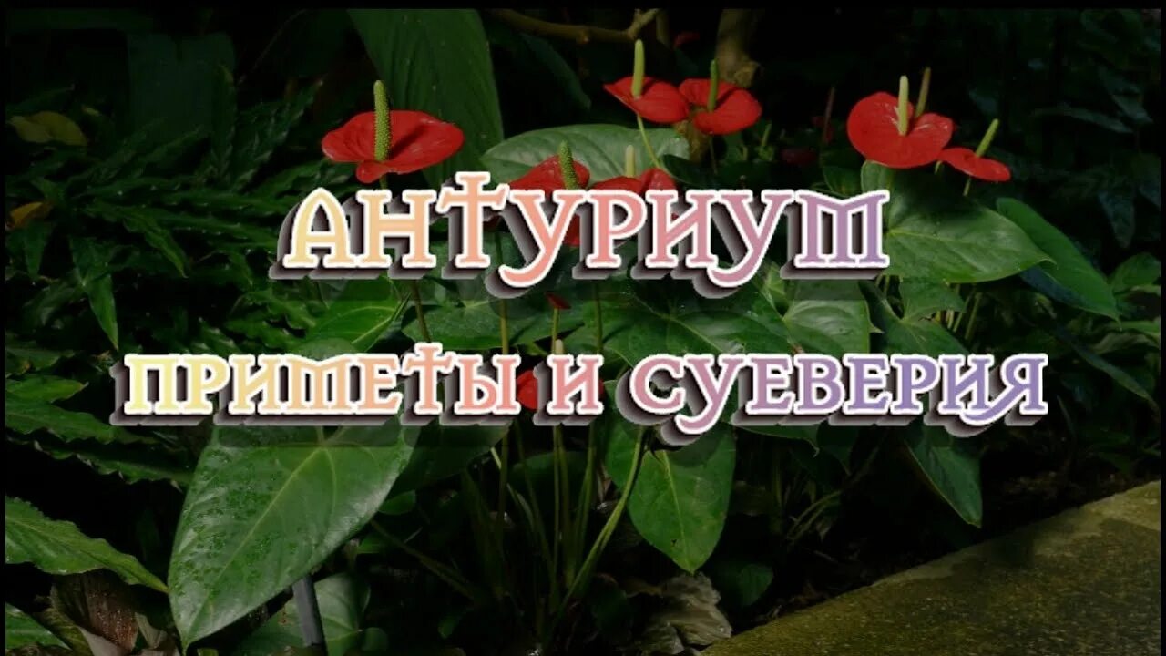 Антуриум гранд слэм. Мужской счастья цветок когда цветет эсли детка. Цветок мужское счастье приметы и суеверия. Цветок антуриум мужское счастье приметы и суеверия. Антуриум соцветие.