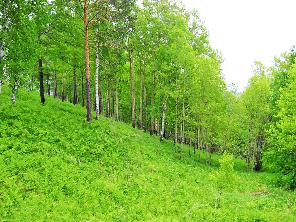 Хвойно березовый. Мелколиственные леса Западной Сибири. Березово-осиновый лес. Березово-осиновых леса Западной Сибири. Мелколиственный лес России.