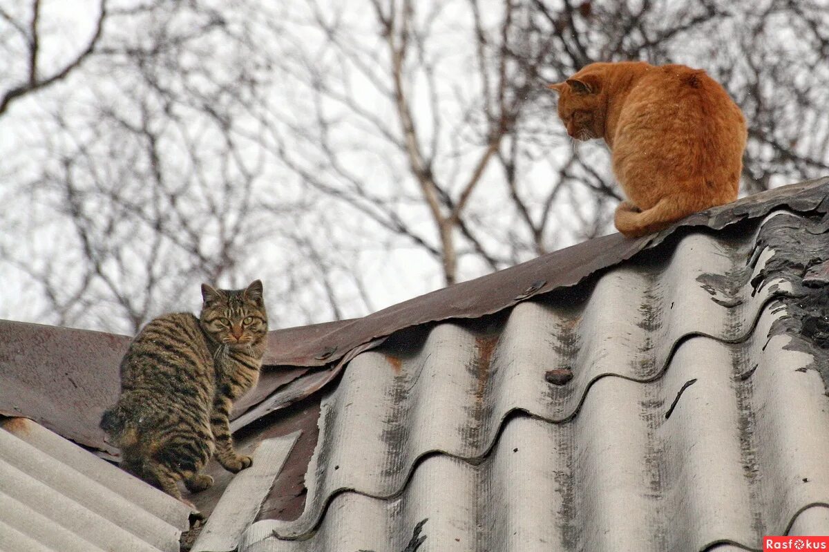 Кот на карнизе. Коты на крыше. Рыжий кот на крыше. Кот на Креге.