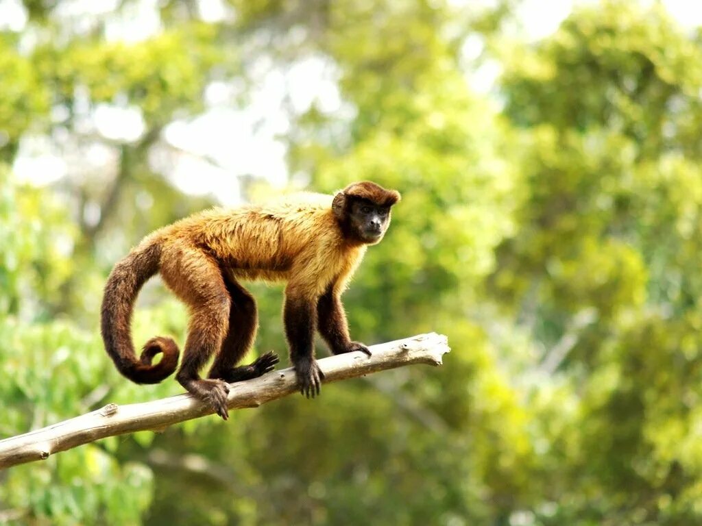 Местообитание горилл шимпанзе ленивцев леопардов ягуаров. Хвост обезьяны. Обезьяна на дереве. Обезьяна на ветке. Мартышка на дереве.