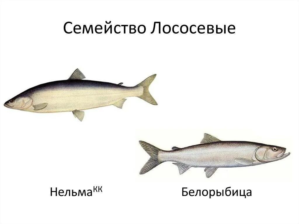 Какие рыбы лососевые. Семейства лососевых виды. Отряд Лососеобразные семга. Рыбы семейства лососевых названия. Форма тела лососевых рыб.