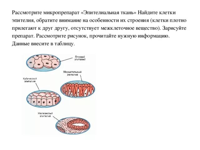 Основные клетки эпителиальной ткани. Клетка эпителиальной ткани рисунок. Строение клетки эпителиальной ткани. Рассмотрите готовый микропрепарат эпителиальной ткани.