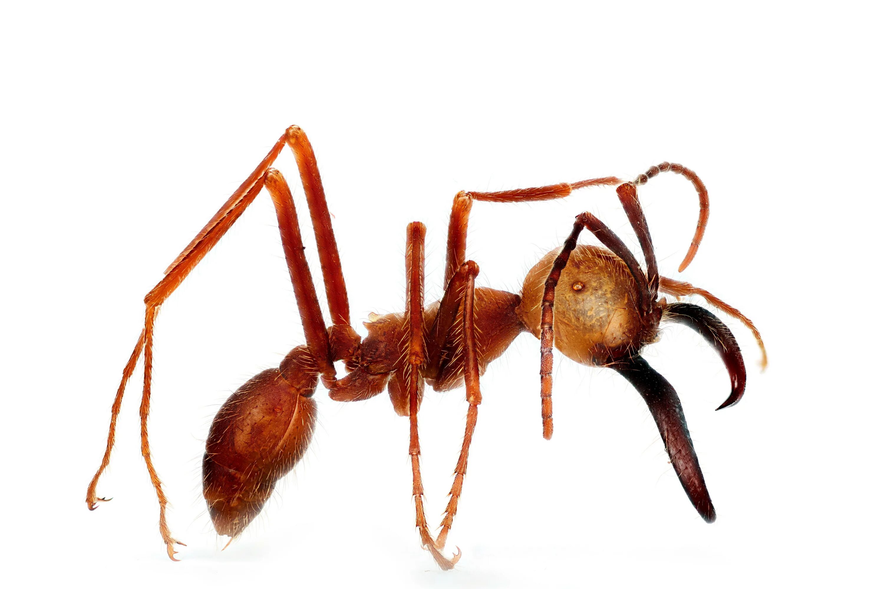 Название армейского муравья. Эцитоны Бурчелли. Муравьи Эцитоны. Титаномирма муравей. Армейские муравьи-солдаты (Eciton burchellii).