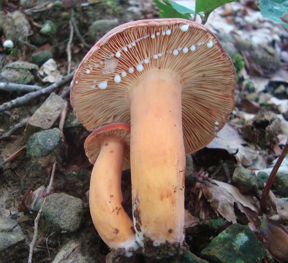 Паутинник съедобный толстушка. Гриб с коричневой ножкой. Бурый гриб съедобный. Трубочные грибы. Паутинник чешуйчатый cortinarius.