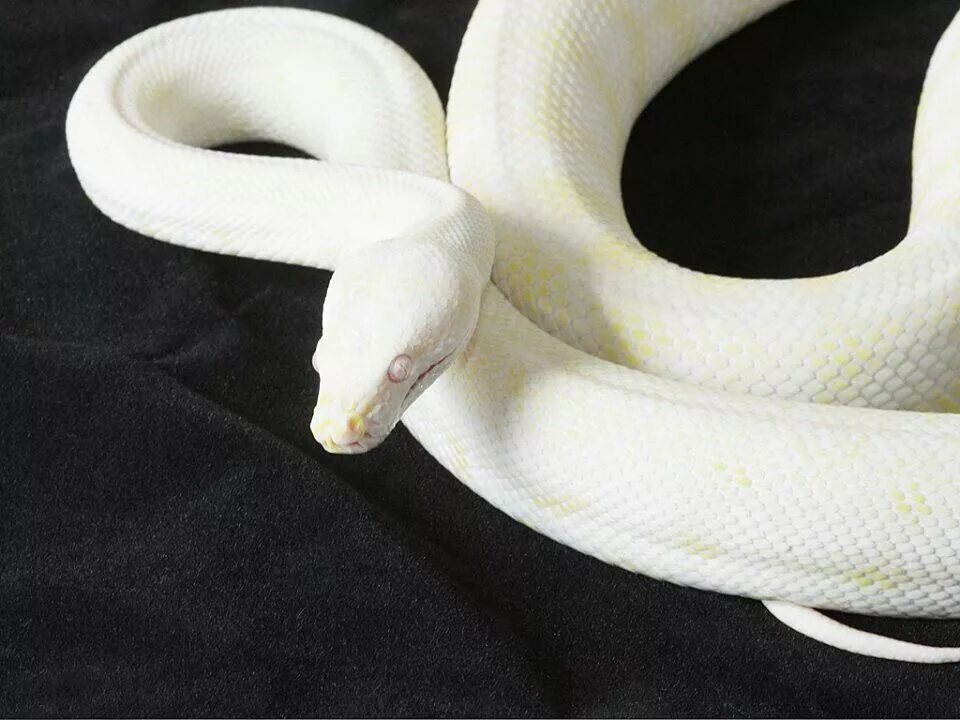 Белый полоз. Белый питон большой. Питон белый змея большая. Маленькая белая змея. Маленькая змея во сне к чему снится