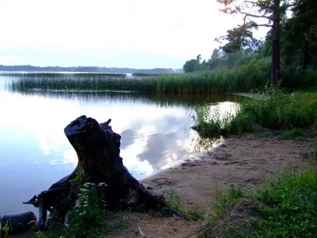 Озера г луга. Озеро Врево Лужский. Ленинградская обл. Озеро Врево. Озеро Врево Лужский район рыбалка. Меревское озеро.