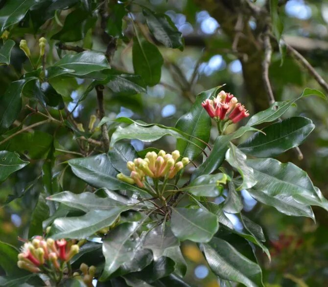 Пряное дерево. Гвоздичное дерево пряность. Syzygium aromaticum. Тропического гвоздичного дерева Syzygium aromaticum. Гвоздика Сизигиум.