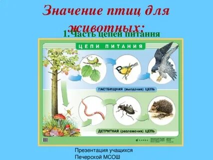 Значение птиц биология 8 класс