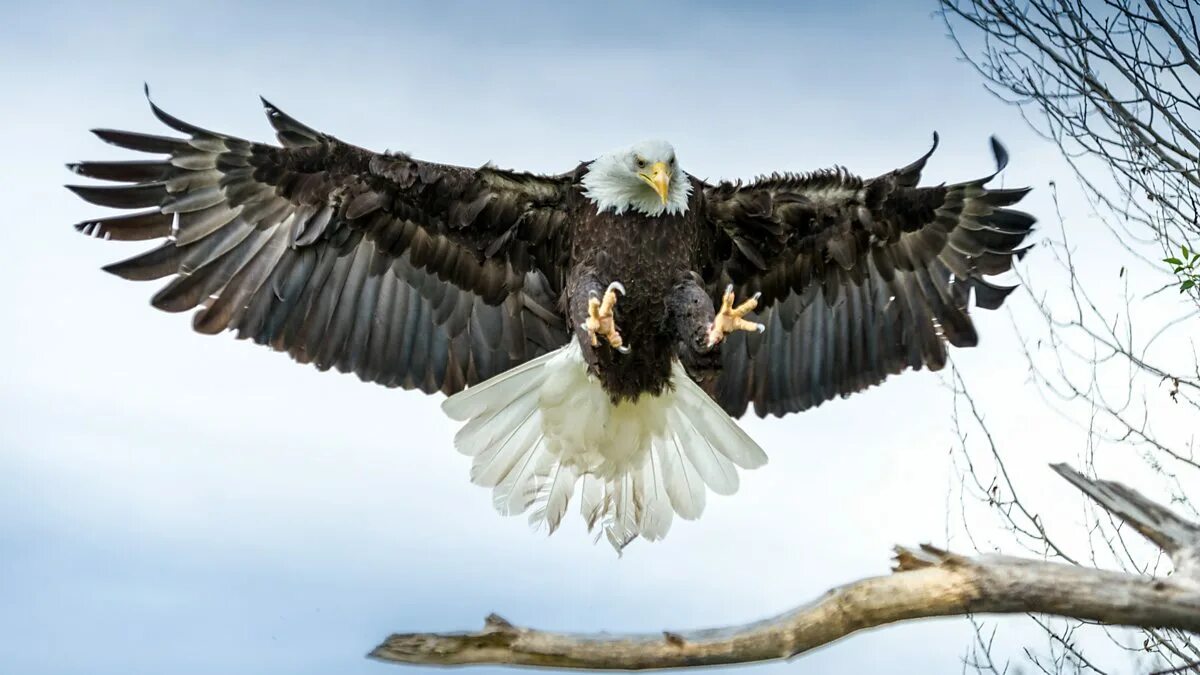 Soaring Bald eagle, Birds of prey, Eagle