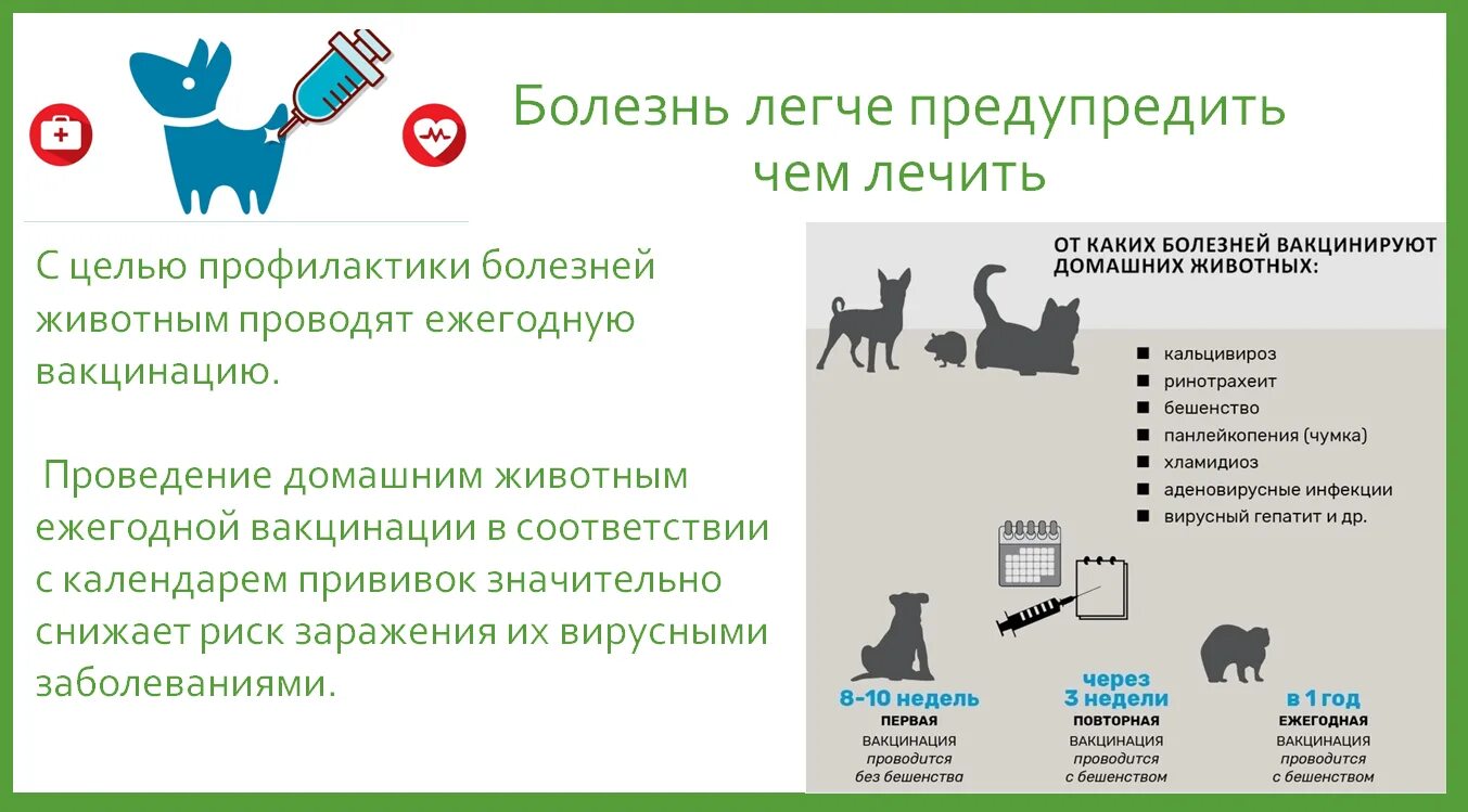 Какие домашние животные добавлены в личном кабинете. Содержание домашних животных. Правило обращения с домашними животными. Порядок обращения с животными без владельцев. Правила обращения с животными.