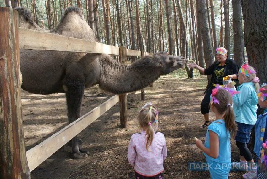 Зоопарк в Дракино Серпухов. Парк отель русский Дракино зоопарк. Парк Дракино Серпухов животные. Зоопарк в парке Дракино. Гостиницы с зоопарком