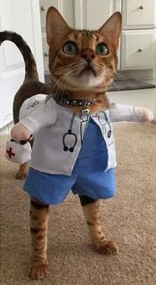 Смешную картинку про котика