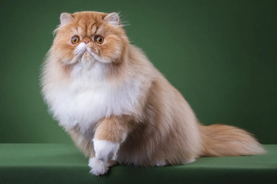 Метовые персы. Персидская длинношерстная кошка. Персидская Сибирская длинношерстная. Длинношёрстная Персидская кошка рыжий. Персидская длинношерстная шиншилла.