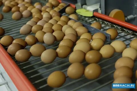 Продукты скотоводства
