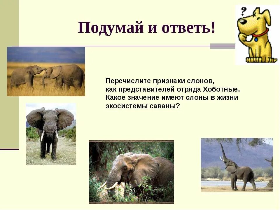 Значение хоботных в природе и жизни человека