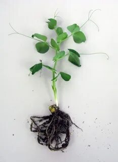 Корневая гороха