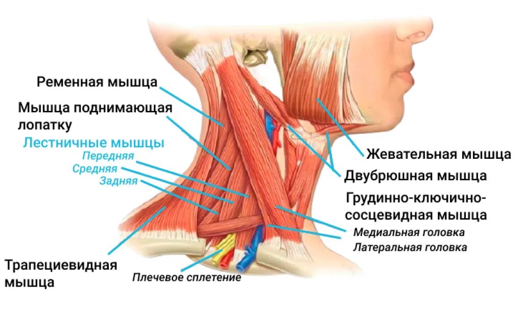 Почему немеют уши. Синдром лестничных мышц шеи. Синдром передней лестничной мышцы. Передняя лестничная мышца шеи. Миофасциальный синдром синдром передней лестничной мышцы.