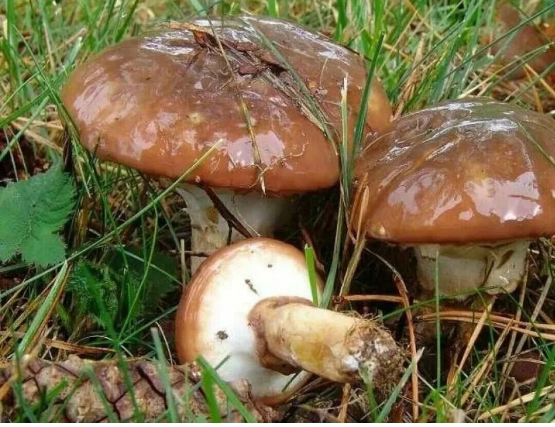 Масленок группа грибов. Съедобные грибы маслята. Гриб Suillus luteus. Масленок Suillus. Маслёнок обыкновенный грибы.