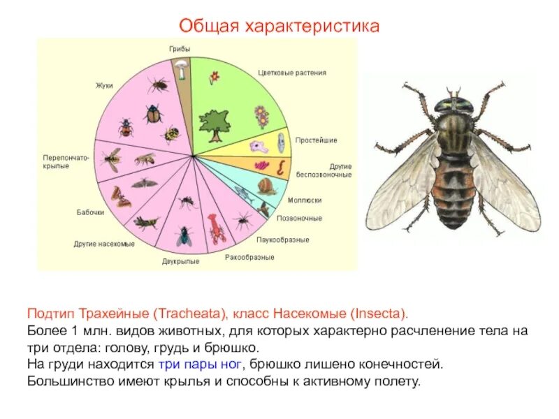 Выберите три представителя класса насекомых. Подтип трахейные класс насекомые. характеристика общего строения насекомых. общая характеристика класса насекомые отряды насекомых. общая характеристика класса насекомые 7 класс биология.
