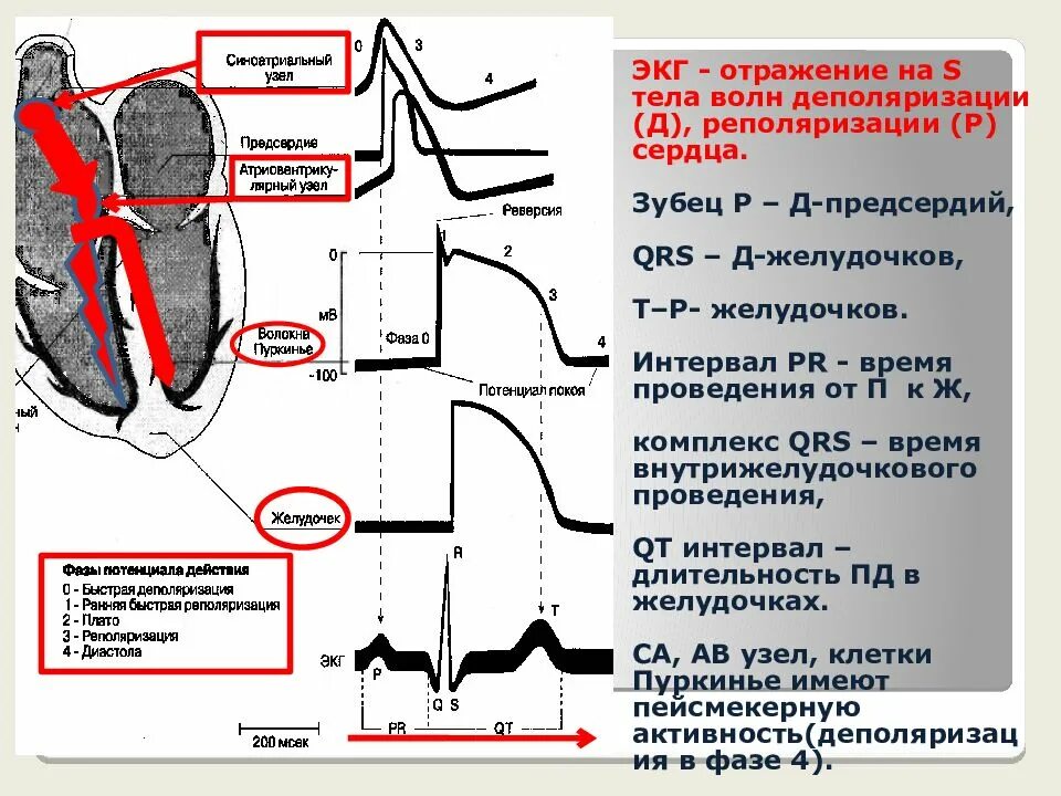 Зубец т реполяризация желудочков. Реполяризация на ЭКГ. Деполяризация и реполяризация сердца на ЭКГ. Фазы деполяризации и реполяризации сердца. Изменение реполяризации левого желудочка