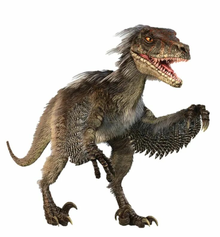 Velociraptor Animaux préhistoriques, Art de dinosaures, Image dinosaure