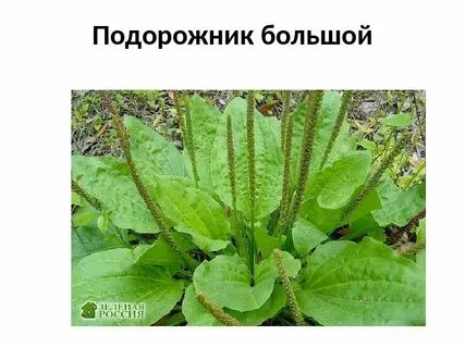 Трава вытягивающая гной