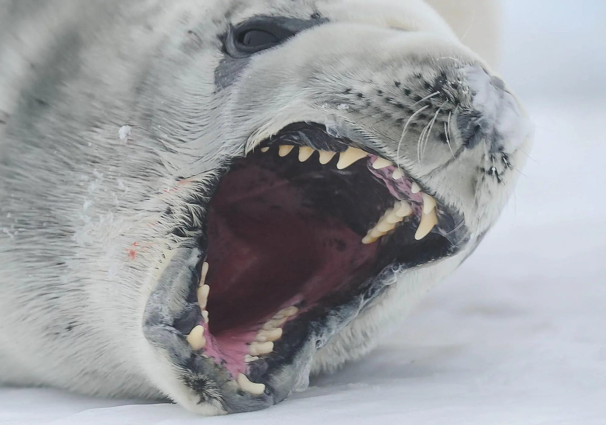 Зубы тюленя. Тюлень-крабоед. Тюлени крабоеды. Морской леопард в Антарктиде. Тюлень крабоед Lobodon carcinophagus.